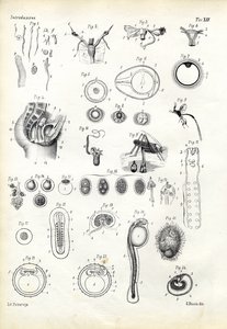 生殖器官、1863-79